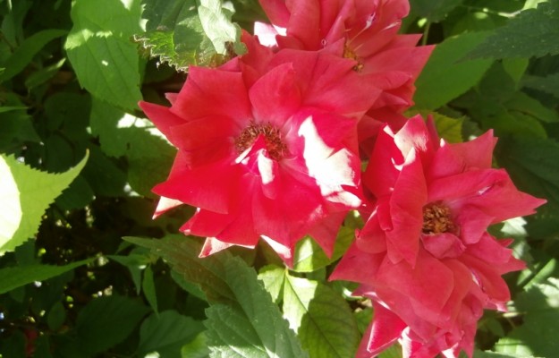 Budapest III. kerület Eladó Lakás