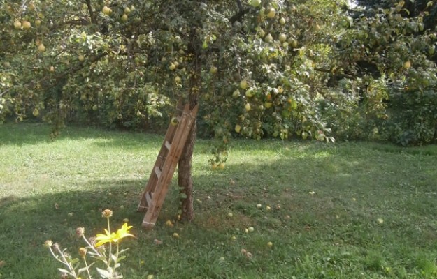 Szentendre Eladó Ház