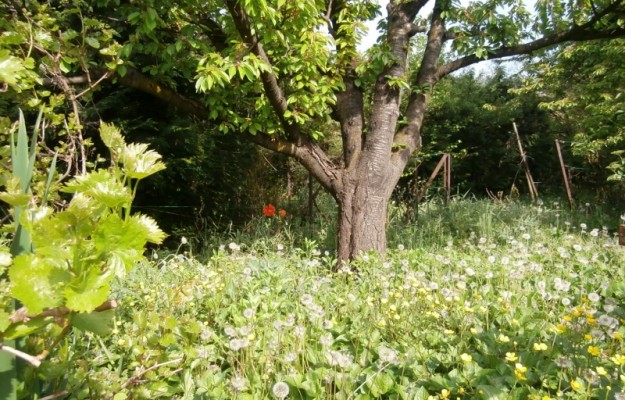 Törökbálint Eladó Ház