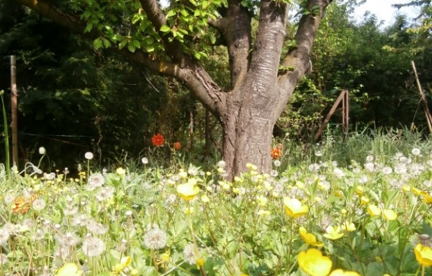 Törökbálint Eladó Ház