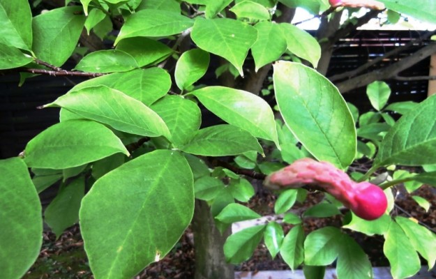 Zsámbék Eladó Ház