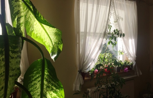 Zsámbék Eladó Ház