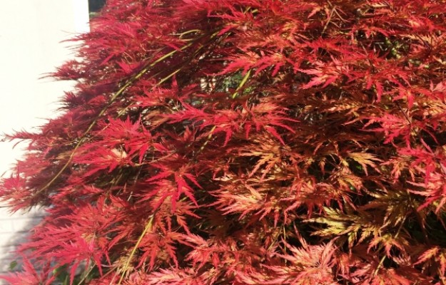 Zsámbék Eladó Ház