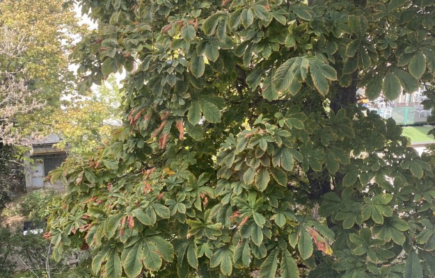 Budapest VII. kerület Eladó Lakás Barát utca