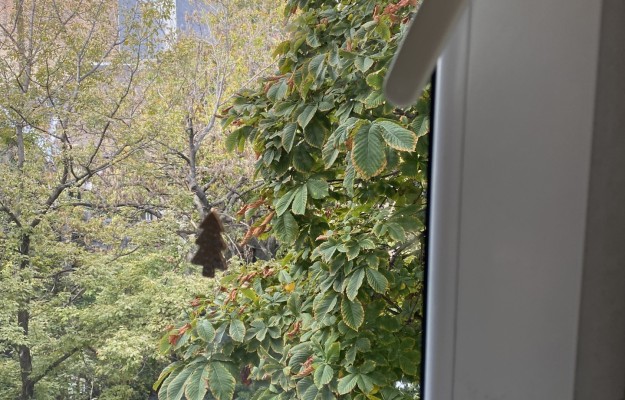 Budapest VII. kerület Eladó Lakás Barát utca