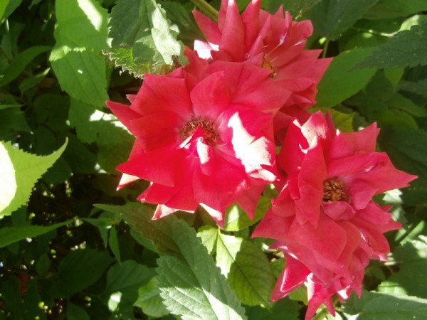 Budapest III. kerület ingatlanok